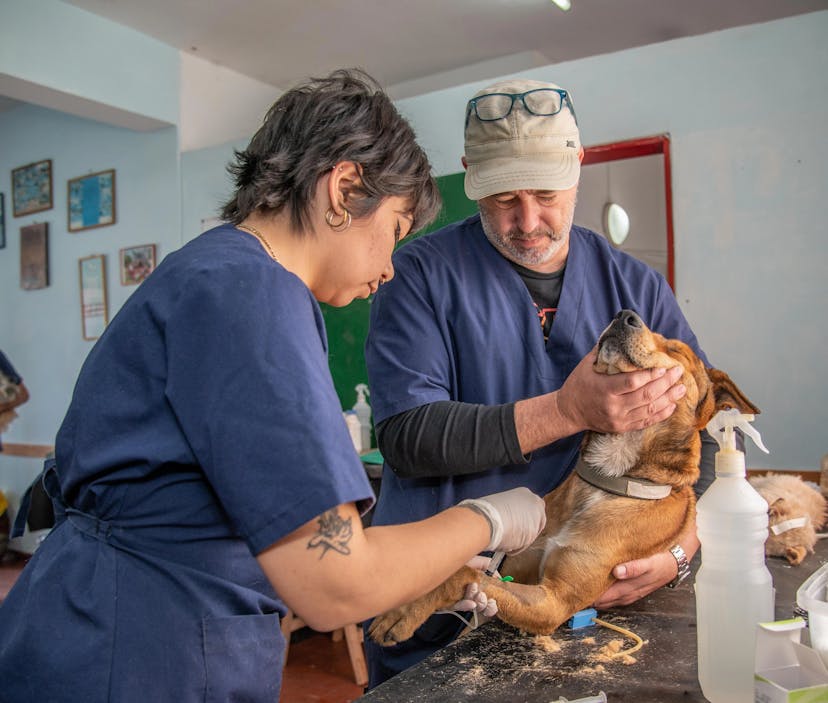High-quality images of veterinarians helping a dog on kreativedocuvet.com